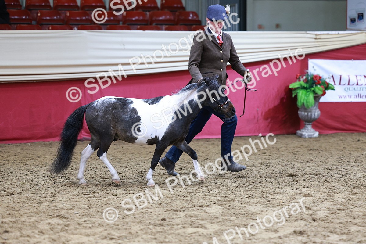 SBM_15731 - Class 110 - IH  Minature Horse