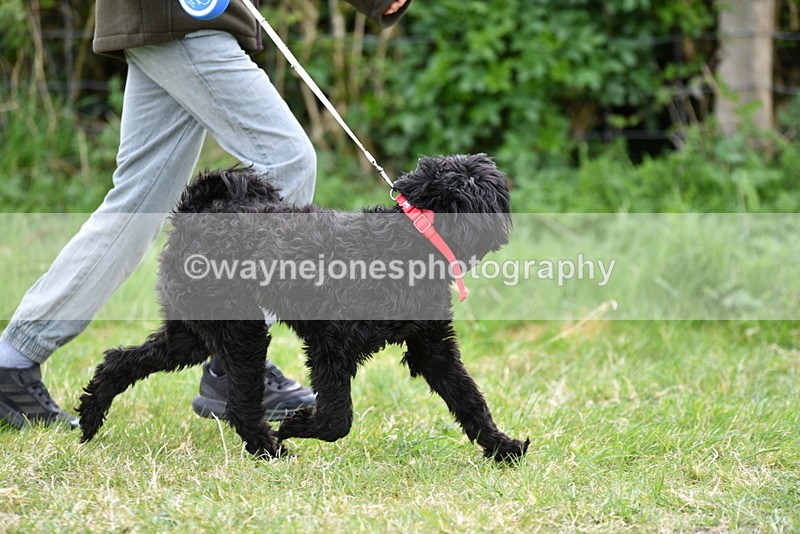 WJ5_9158 - Class 1 Best Cross Breed / Heniz 57