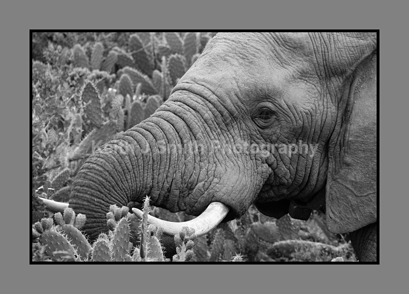 Elephant.KJS_2504 BW - Black & White.