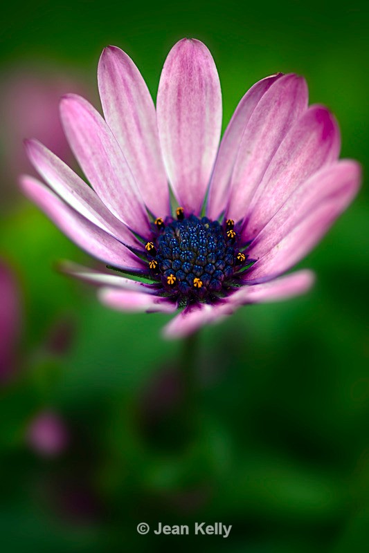 African Daisy - 3184_00001 - Purple