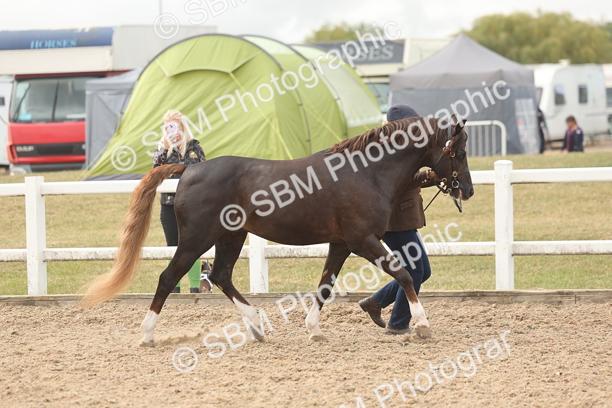 SBM_03199 - Class 16 - IH M&M Wildcard