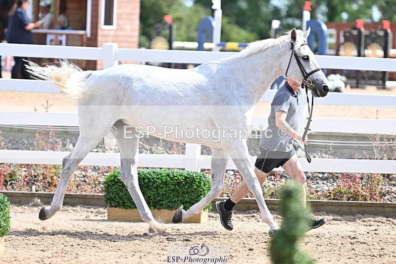 240717A-155026-03090 - Trot Up 3pm to 4pm