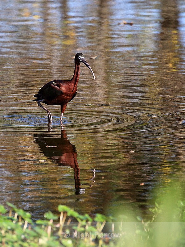 Glossy Ibis wading, Wakodahatchee Wetlands, Florida - Glossy Ibis