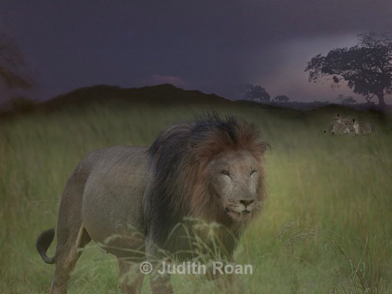 Lion Montage - Photo Montages