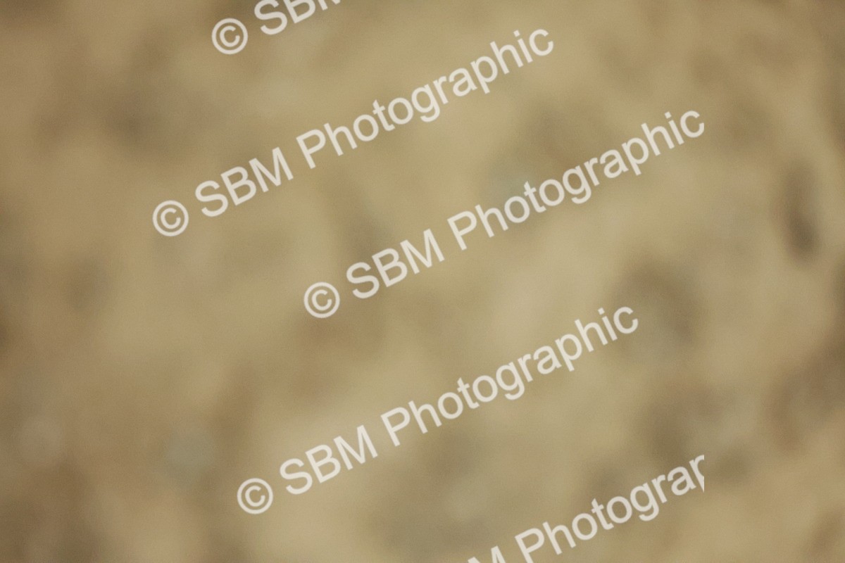 SBM_003584 - Class 4 - Pairs