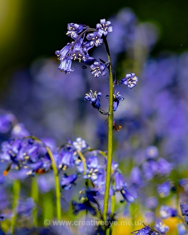 No 0106 Blubells - Landscape