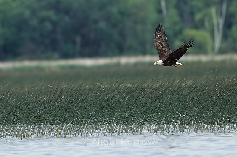Bald Eagle flying over reeds, Minnesota, USA - Bald Eagle