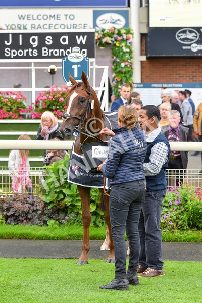 230923-Race 2-Palamon-6120 - Race 2 2.35pm jigsawsportsbranding.co.uk Handicap