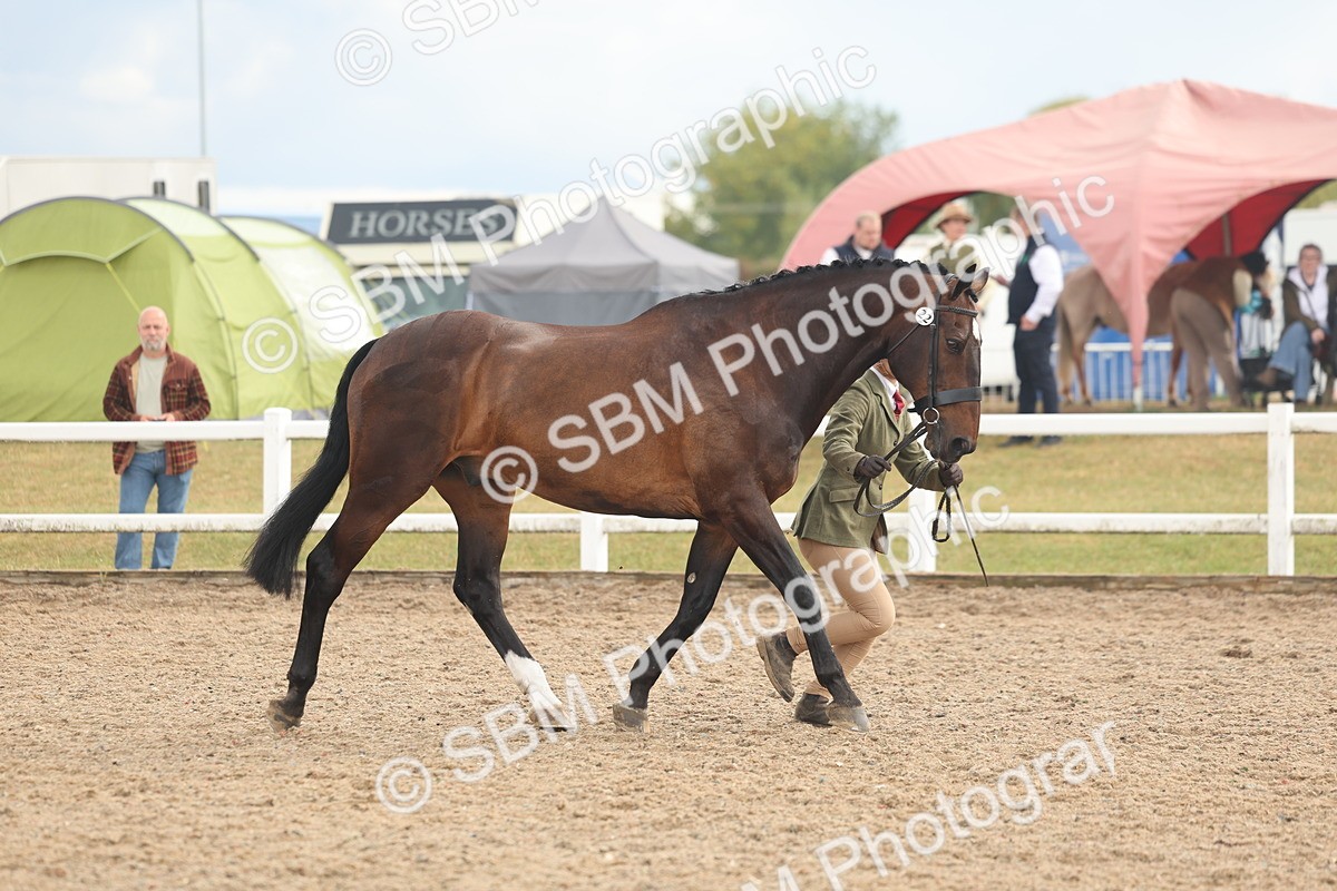 SBM_07903 - Class 28 - IH Veteran Horse