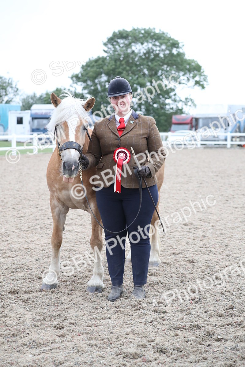 SBM_18001 - Class 317 IH Pure bred Horse/Pony