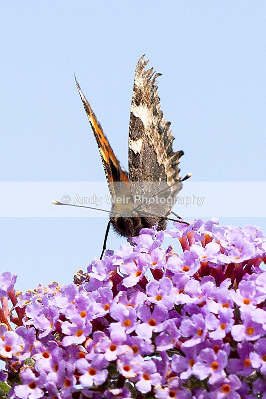20130727-_MG_5040 - Butterflies & Moths