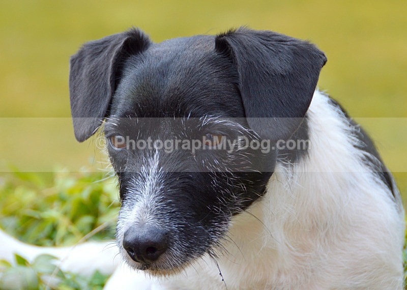  - Jack Russell Terriers