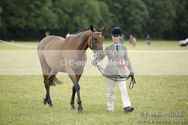 BVR160717-1084 - In Hand Championship 16/07/17