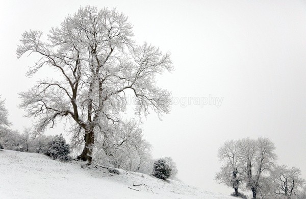 Felton in snow, Somerset 0234 - Somerset landscape Photography