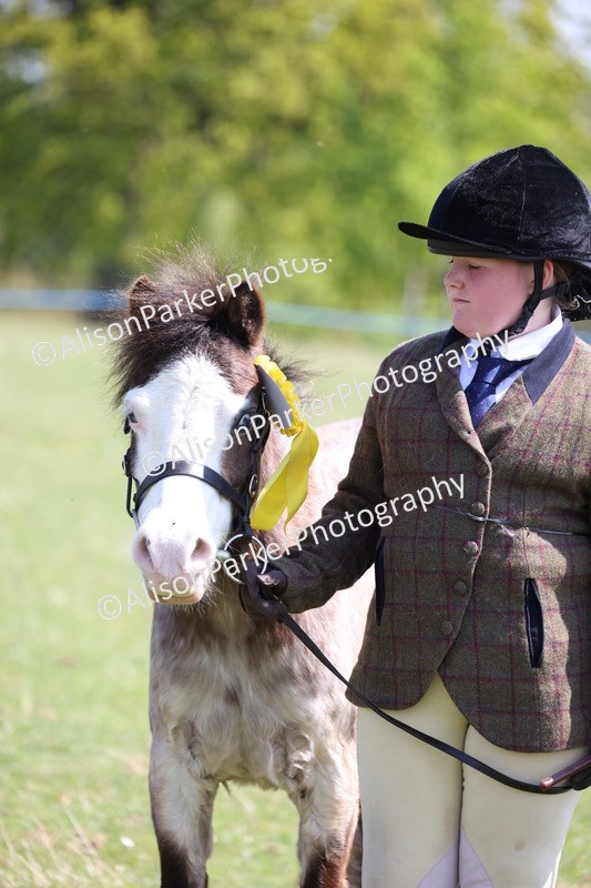 20250427-3024 - Class 27 - Coloured Horse and Pony