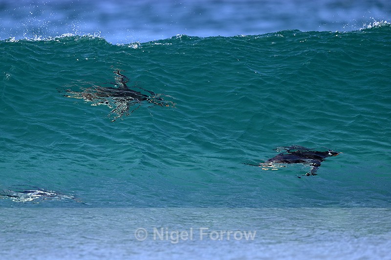 Gentoo Penguins swimming under wave, Sea Lion Island, Falklands - Gentoo Penguin