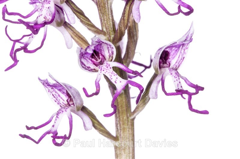  - WB: Orchids - Orchis