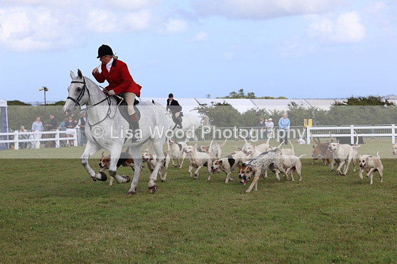 3E7A3458 - Parade of Hounds