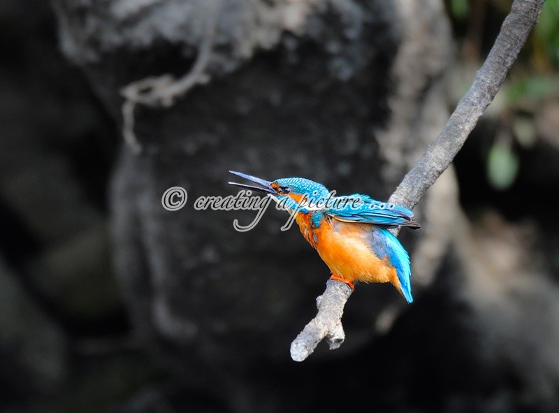 Kingfisher Calling - Nature