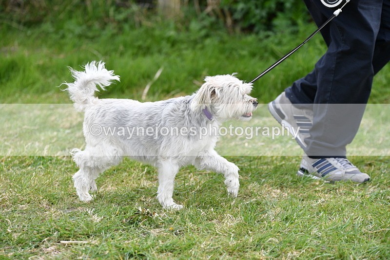 WJ5_0039 - Class 5 Best Veteran / 7 years & over