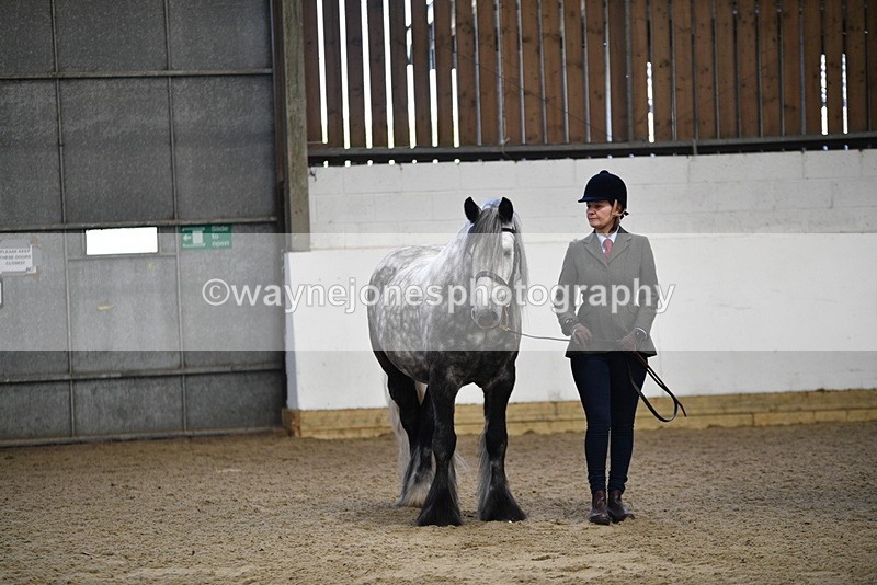 WJ5_4456 - Class 6 In hand M&M - Large Breeds