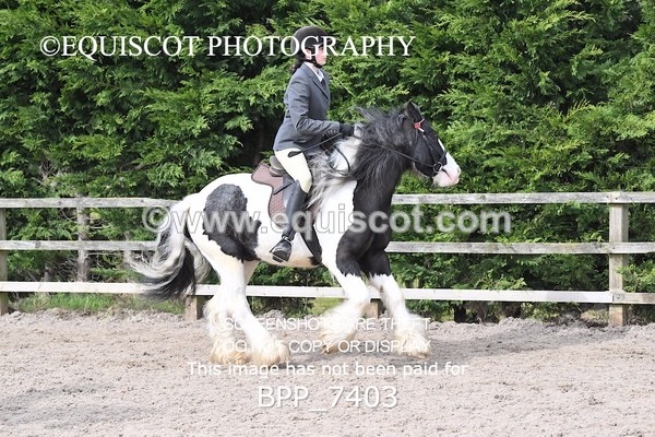 BPP_7403 - RING 1  (RIDDEN HORSES / IN HAND / VETERAN ETC)