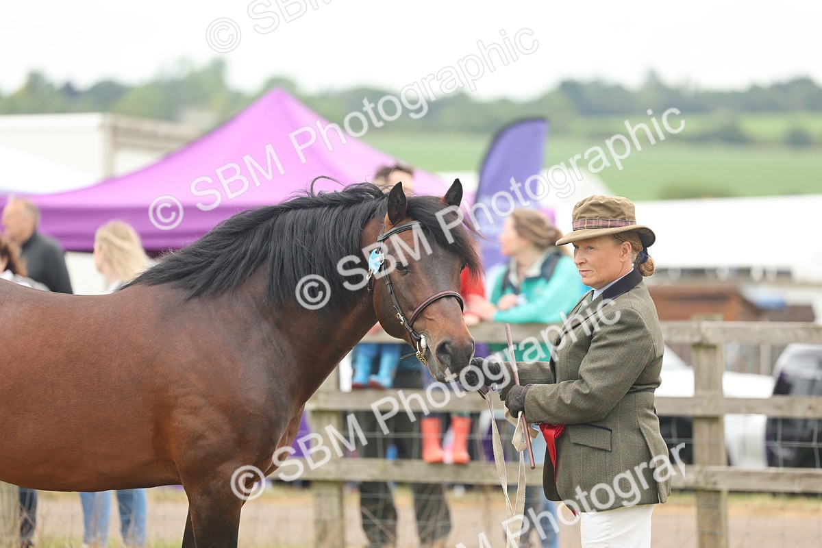SBM_05077 - Class 50-57 - M&M Welsh Pony In Hand