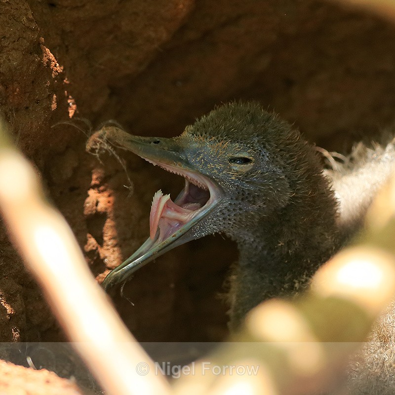 Wedge-tailed Shearwater yawning, Kilauea Point, Kauai - Wedge-tailed Shearwater