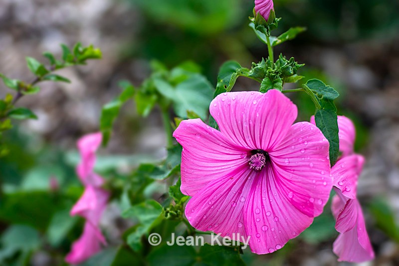 Annual Mallow - DSC_5230 - Pink