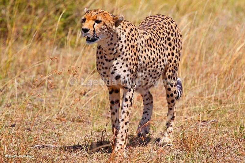 IMG_1440 Maasai Mara - Leos & Cheetahs