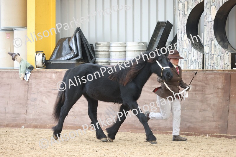 20251109-0839 - Class 25 - Yearling, Colt, Filly or Gelding