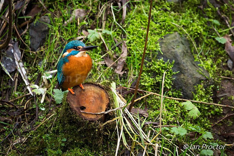 Kingfisher on tree stump - Nature