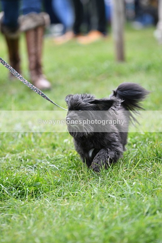 WJ5_9297 - Class 1 Best Cross Breed / Heniz 57