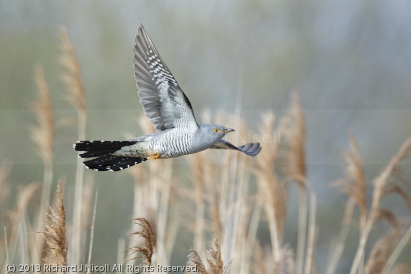 Cuckoo (Cuculus canorus) flying - Cuckoo (Cuculus canorus)