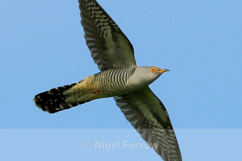 Cuckoo (male) flying showing underwings, Otmoor RSPB - Cuckoo