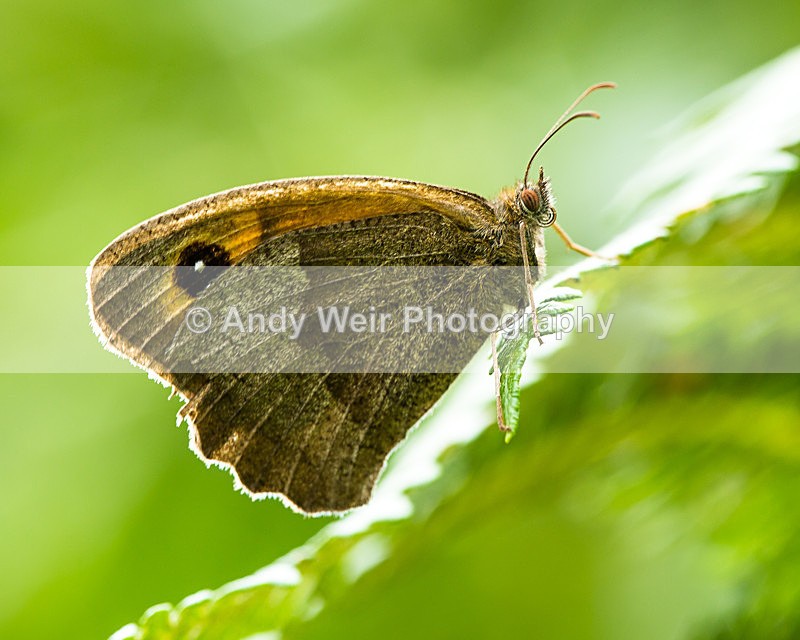 20130818-3K8A5514 - Butterflies & Moths