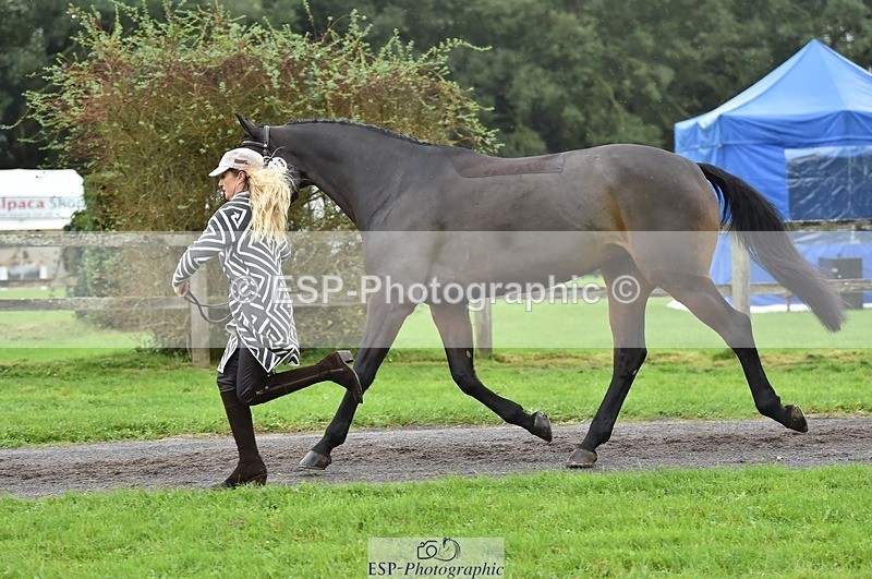 231018-124354-00480 - 073-ORNETA-Lisa.Maynard-TrotUp