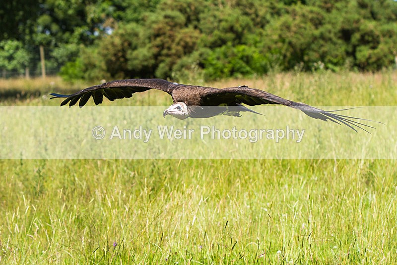 20140705-_MG_6313 - Captive Birds