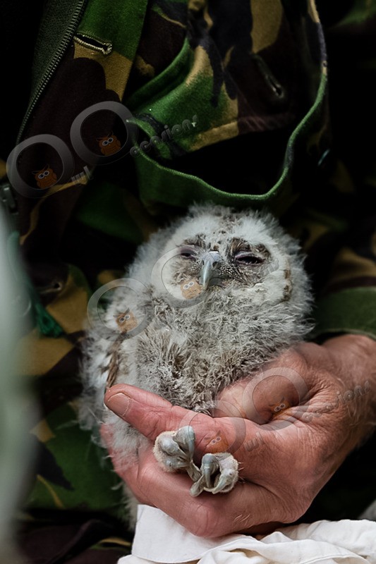 tawny owl Strix aluco-9674 - Owls of the World