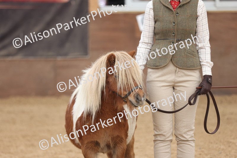 20251109-0323 - Class 13 - Mares 4 Years and Over