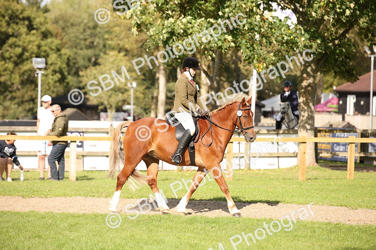 SBM_50068 - S26 - Young Veteran - Ridden