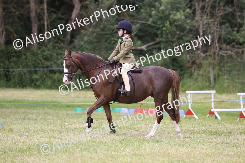 20260614-3154 - Class 22 - Open Working Hunter