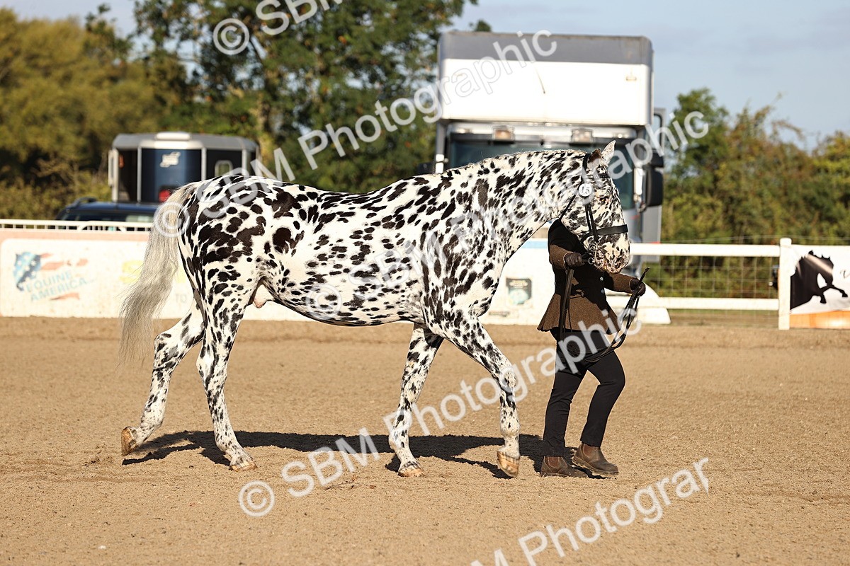 SBM_08309 - Class 401 - IH Veteran Horse