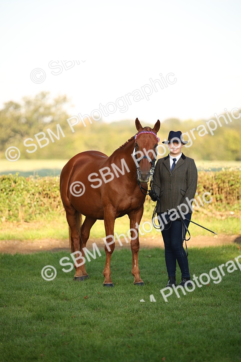 SBM_56918 - S49 - Riding Horse & Hack & Thoroughbred In Hand