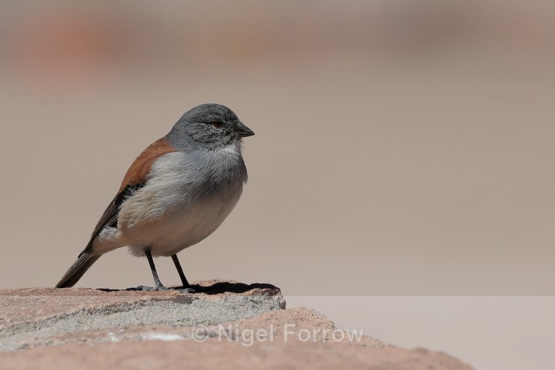 Red-backed Sierra-Finch, El Tatio Geyser Field, Chile - Red-backed Sierra-Finch