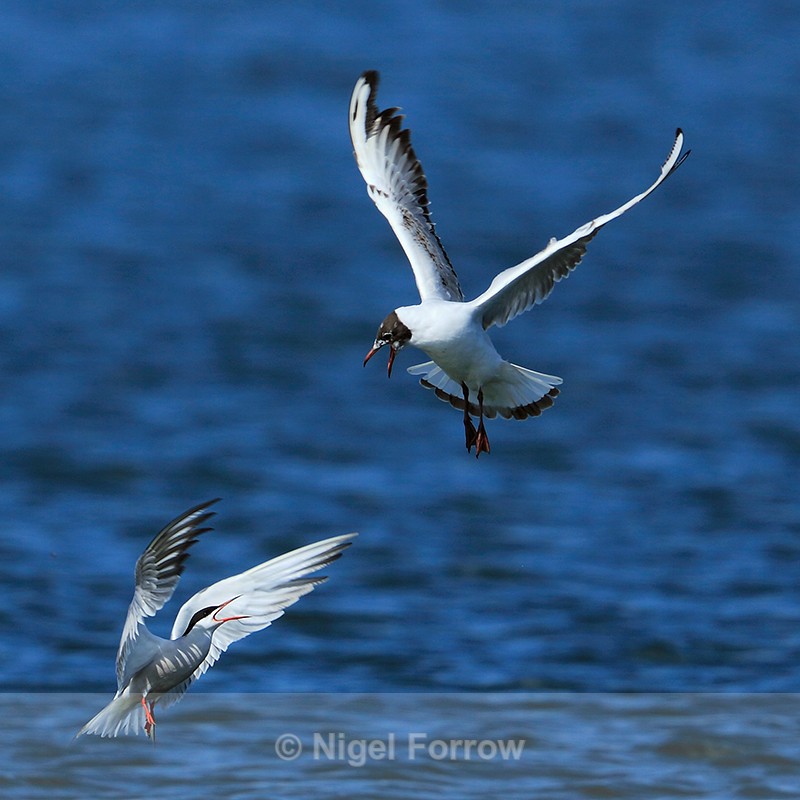 Common Tern & Black-headed Gull squabbling in flight at Farmoor - Common Tern
