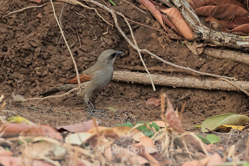 Greyish Baywing on the ground, Porto Jofre, Brazil - Greyish Baywing
