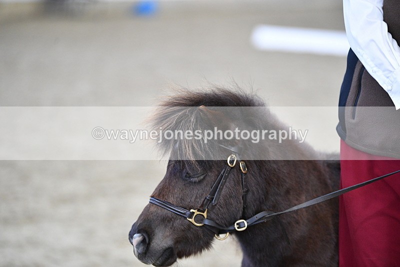 WJ5_5327 - Class 4 In hand M&M - small breeds