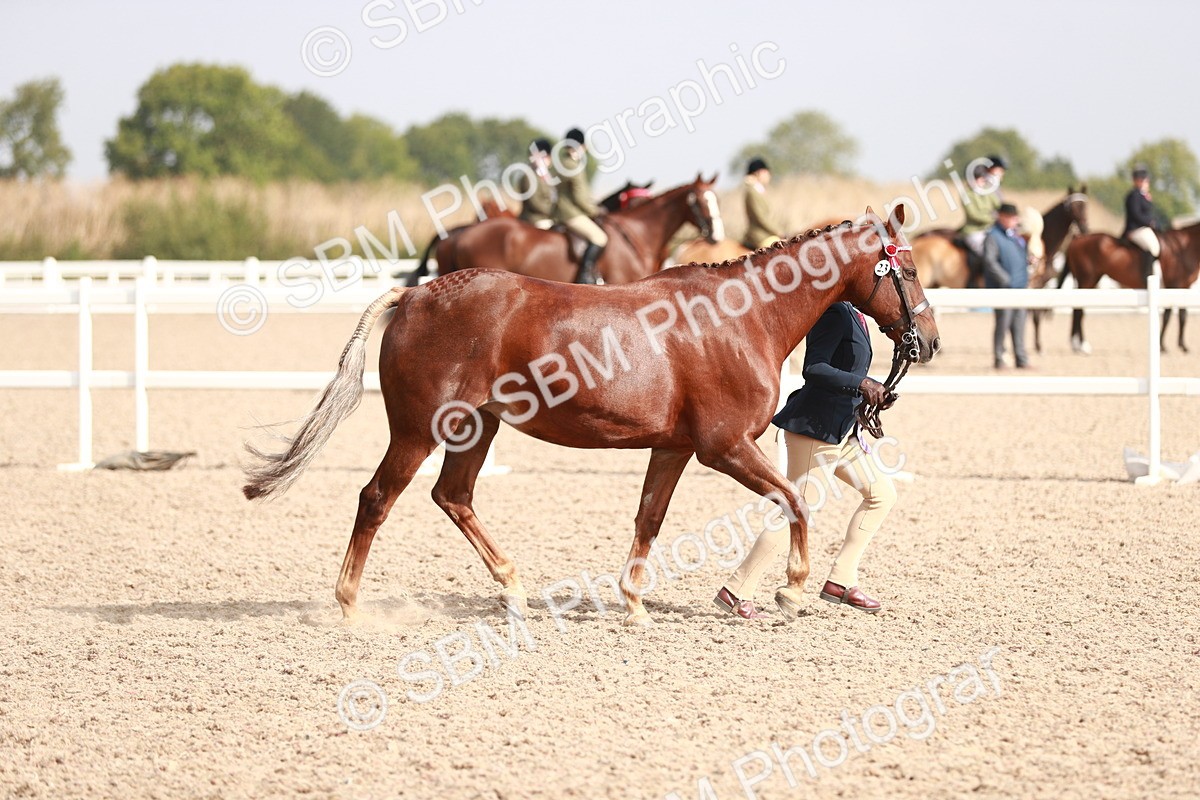 SBM_11150 - Class 205 IH Show Pony/ Show Hunter Pony