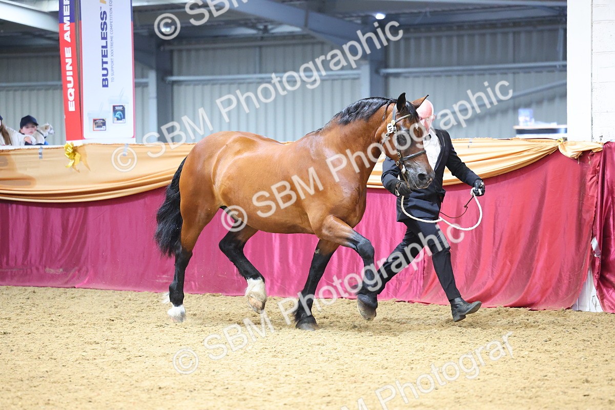 SBM_22620 - Class 903 - Supreme Final - IH Pre Vet